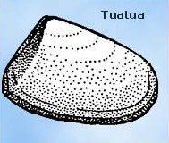 Tuatua
