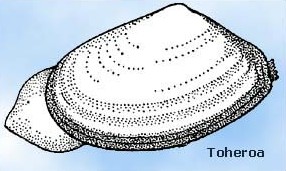 Toheroa