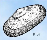 Pipi