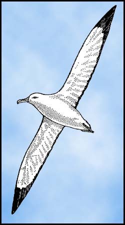 Albatross