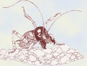 weta