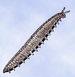 Peripatus