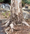 Joyce Lightoller's Grave